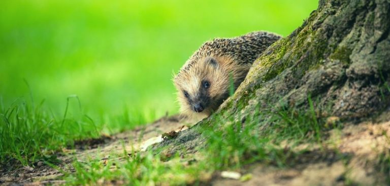 back-to-leadership-basics-the-hedgehog-principle